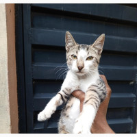 American Shorthair Male Kitten 3-6 Months Old