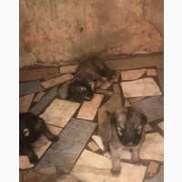 Caucasian Shepherd Puppies - Male Purebred Big-Bone Cuties