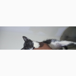 1-3 months Female Purebred Exotic