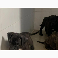 Topnotch Female American Bully Puppy 1-3 Months Old