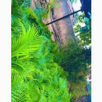 Golden Palm Flowers