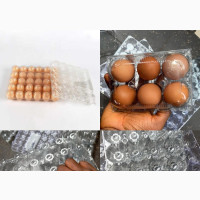 Transparent Egg Crate 30, 24, 15, 12 and 6