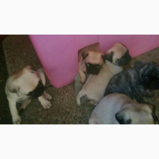 Young Female Purebred Pug