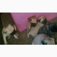 Young Female Purebred Pug