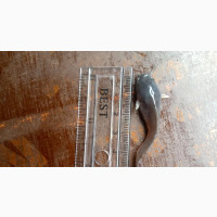 Fish Hybrid Standard Juveniles