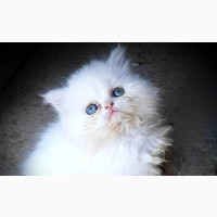 Young Female Purebred Persian Cats