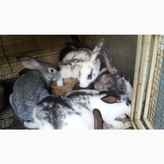 Lovely Weaners Rabbit