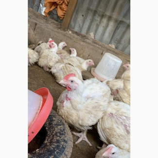 Poultry Farmers Broilers for Sale