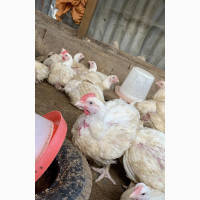 Poultry Farmers Broilers for Sale