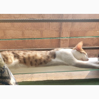 Male Purebred Egyptian Mau - 1+ year old