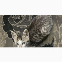 Free 1-3 months Male Mixed Breed American Shorthair Kitten