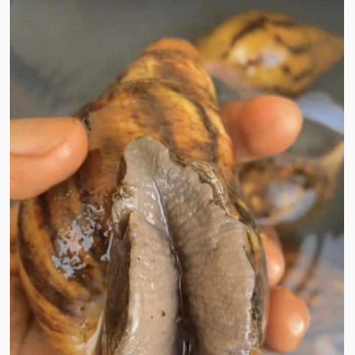 Fresh and Affordable Snails for Sale