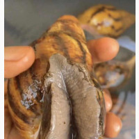 Fresh and Affordable Snails for Sale