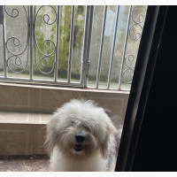 Female Purebred Lhasa Apso - 1+ year old