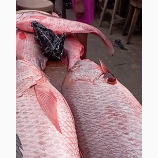 Red Snapper Fish