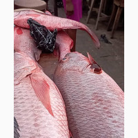 Red Snapper Fish