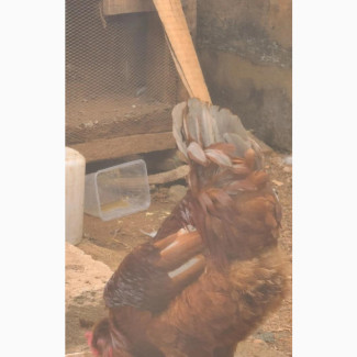 Male Brahma