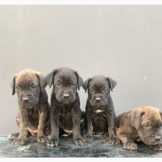 Female Purebred Cane Corso Puppies for Sale
