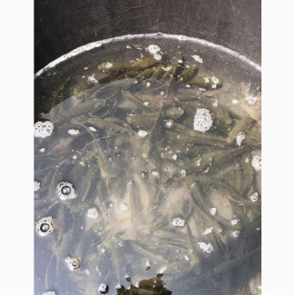 Fresh Tilapia Fish for Sale