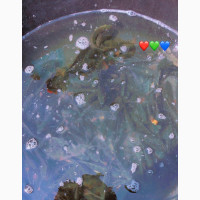 Fresh Tilapia Fish for Sale