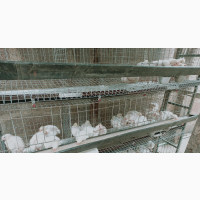Affordable Bird Cage for Sale - Used Metal Cage for Hens