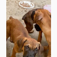 Female Purebred Boerboel for Sale - 1-3 Months Old