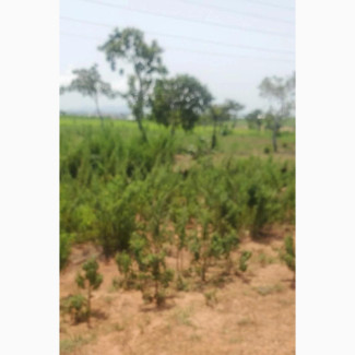 Cofo Land 600sqm for Sale