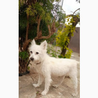 Female American Eskimo Available for Adoption