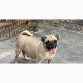 Female Purebred Pug Available for Adoption
