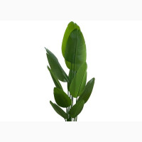 Artificial Traveler Banana 160cm | Interior Faux Tree Plant