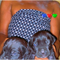 Female Purebred Cane Corso - 1-3 months