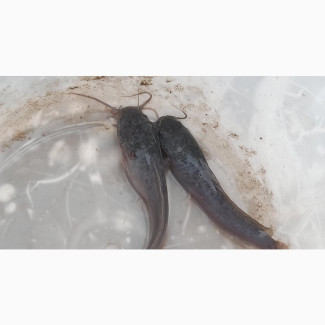 Catfish (Clarias Juveniles )