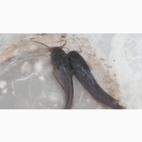 Catfish (Clarias Juveniles )