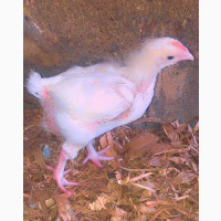200 Pieces of Broilers Available for Sell, Well Vaccinated