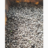 Neem Seed (Dongoyaro) and Seedlings