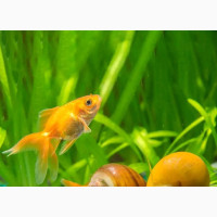 We Sell Aquarium Gold Fish