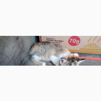 1-3 months Female Mixed Breed American Wirehair