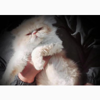 Young Female Purebred Persian