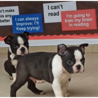1-3 months Male Purebred Boston Terrier