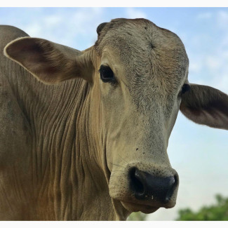 Healthy Home Fed Cow