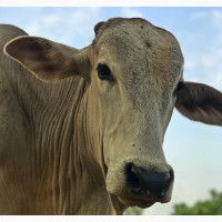 Healthy Home Fed Cow