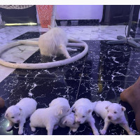 Purebred American Eskimo Female Puppy for Sale