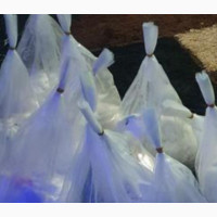 Imported Malaysia Sprouted Supergene Palm Seedlings