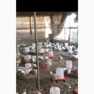 Boiler Chicken for Sale - Enugu