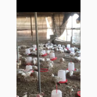 Boiler Chicken for Sale - Enugu