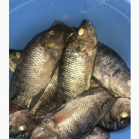 Mature Tilapia Fish
