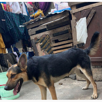 6-12 months Male Purebred German Shepherd