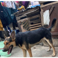 6-12 months Male Purebred German Shepherd