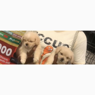 Female Lhasa Apso Puppy for Sale