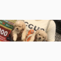 Female Lhasa Apso Puppy for Sale